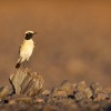 Belorit poustni - Oenanthe deserti - Desert wheatear 2503